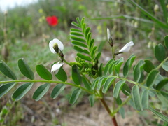 Astragalus guttatus
