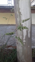 Dactylis