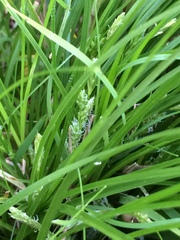 Carex breviculmis