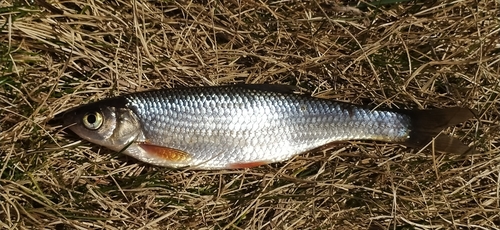 Baikal Dace