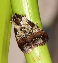 Orthaga rubridiscalis