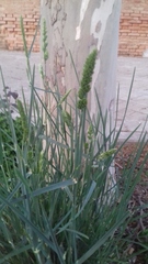 Dactylis