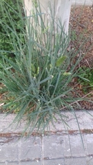Dactylis