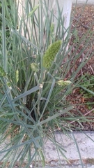 Dactylis