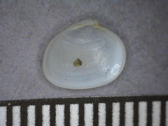 Kellia laperousii