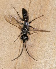 Dolichurus