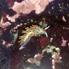 Diaphoreolis lagunae