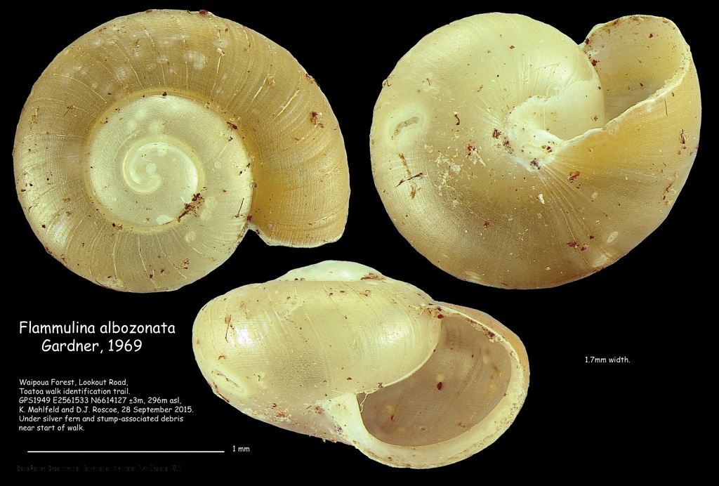 Flammulina albozonata
