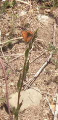 Lycaena phlaeas