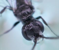 Dolichurus