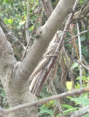 Anacridium aegyptium