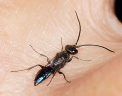 Dolichurus