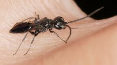 Dolichurus