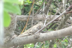 Anacridium aegyptium