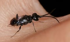 Dolichurus
