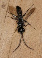 Dolichurus