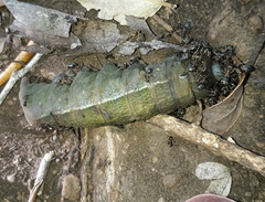 Anoplolepis steingroeveri