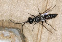 Dolichurus