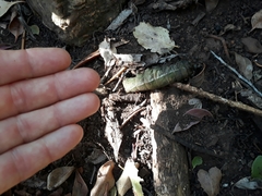 Anoplolepis steingroeveri