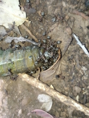 Anoplolepis steingroeveri