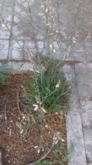 Asphodelus