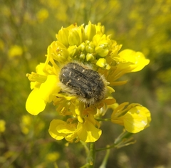 Tropinota squalida
