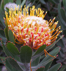 Leucospermum pluridens