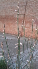 Asphodelus