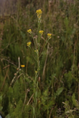 Erysimum marschallianum