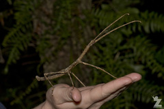 Argosarchus horridus