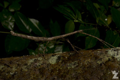 Argosarchus horridus