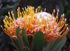 Leucospermum pluridens