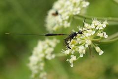 Gasteruption caucasicum