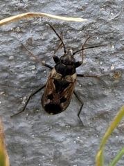 Rhyparochromus vulgaris