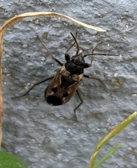 Rhyparochromus vulgaris