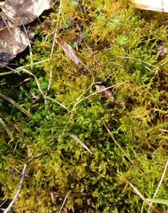 Sarmentypnum exannulatum