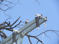 Toxostoma curvirostre