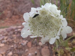 Tordylium trachycarpum