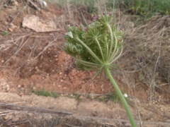 Tordylium trachycarpum