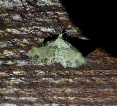 Chloroclystis sphragitis