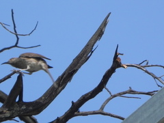 Toxostoma curvirostre