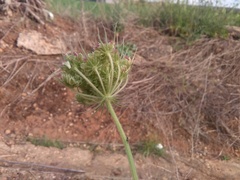 Tordylium trachycarpum