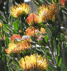 Leucospermum praecox