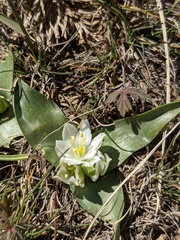 Ornithogalum lanceolatum