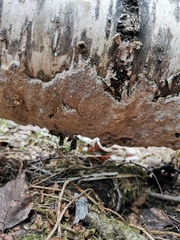 Phellinus laevigatus