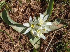 Ornithogalum lanceolatum