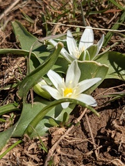 Ornithogalum lanceolatum
