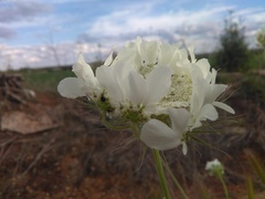 Tordylium trachycarpum