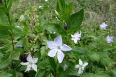 Vinca difformis difformis