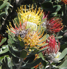Leucospermum praecox